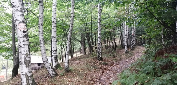 Biodiversità in Val Vermenagna e Val Gesso - La betulla